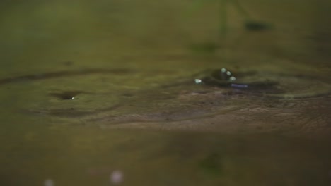 Alligator-Nahaufnahme-Slomo-Blinkt,-Als-Es-Unheimlich-Und-Erstaunlich-Taucht