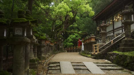 Picturesque-Empty-Path-Lined-With-Moss-Covered-Stone-Lanterns-On-Left-Hand-Side-And-Gold-Hanging-Lanterns-On-The-Left-At-Kasuga-taisha-shrine-in-Nara,-Japan