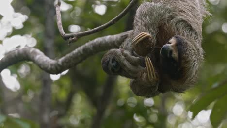 Three-toed-sloth-with-baby-clinging-as-they-hang-from-a-tree,-in-the-lush-Costa-Rican-forest