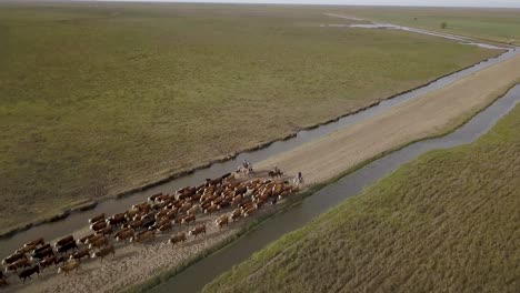 Vaqueros-Pastoreando-Ganado-A-Través-De-Vastas-Praderas,-Con-Un-Río-Sinuoso,-Vista-Aérea