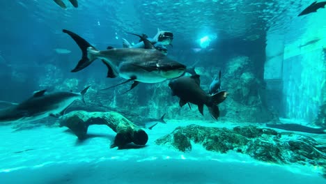 Mekong-Giant-Catfish-Swimming-In-Aquarium.-static-shot