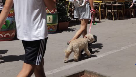 Zeitlupenaufnahme-Eines-Spaziergangs-Mit-Einem-Kleinen-Hund-Und-Touristen-In-Den-Straßen-Von-Palermo,-Italien
