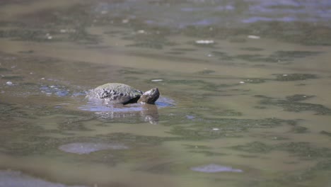 Rotwangen-Schmuckschildkröte,-Die-Durch-Dicken-Schlamm-Läuft-Und-Sich-Den-Kopf-In-Einem-Feuchtgebiet-In-Florida-Abwischt