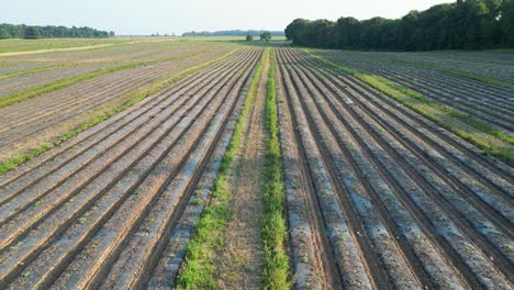 Drone-Moviéndose-Sobre-Cultivos-Cubiertos-En-Tierras-De-Cultivo