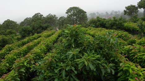 Avocado-Baum-Gärtnerei-In-Uruapan,-Michoacan,-Mexiko