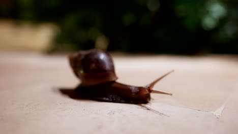 Lissachatina-Fulica,-Comúnmente-Conocida-Como-El-Caracol-Terrestre-Gigante-Africano