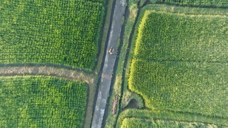 Disparo-De-Un-Dron-En-Cámara-Lenta-Siguiendo-A-Una-Mujer-Descalza-Caminando-Por-Arrozales-En-Ubud-Bali-Indonesia-Al-Amanecer