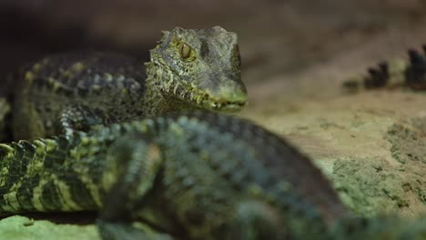 creepy-little-caiman-on-the-move