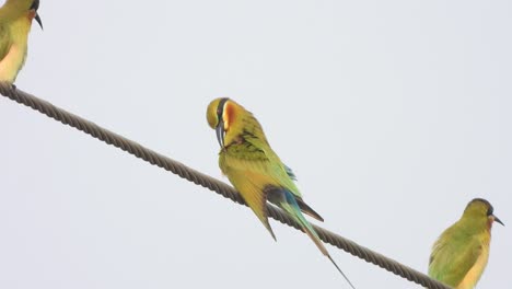 Abejarucos-Que-Comen-Pájaros-Relajándose-En-Los-Waires-