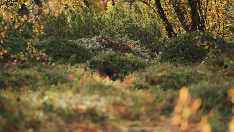 Leuchtende-Herbstfarben-Im-Norwegischen-Herbstwald