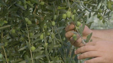 Italian-olive-harvest-in-summer,-only-view-of-the-hands