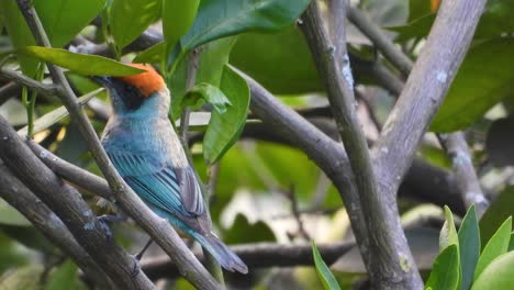 Scrub-tanager-or-chest-backed-tanager-hops-from-branch-to-branch-in-tree