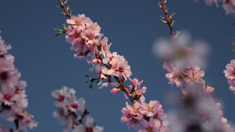 Ramas-De-Almendros-Rosados-Floridos-Con-Sombras-Y-Luces-Al-Atardecer-Con-Fondo-De-Cielo-En-Cámara-Lenta