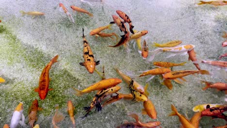 Koi-Y-Peces-Dorados-Nadando-En-Agua-Dulce