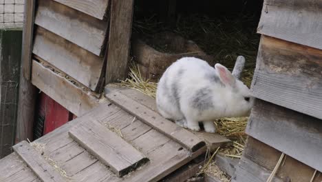 Schwarz-weißes-Kaninchen-Sitzt-Im-Stall-Auf-Der-Farm