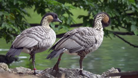 Couple-of-grey-geese-resting-on-rocky-shore-of-lake-in-nature