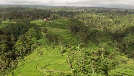 Vista-Aérea-De-Impresionantes-Campos-De-Terrazas-De-Arroz-De-Montaña-Con-Luz-Solar-Dorada-Y-Densa-Selva,-Bali,-Indonesia