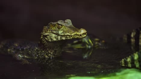 caiman-in-dark-pond-with-turtle-in-background