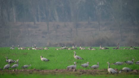 the-big-Flock-of-goose-grazing