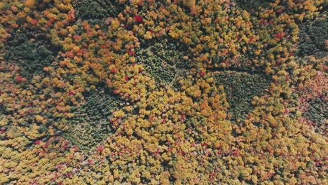 Vista-De-Pájaro-Sobre-Densos-Y-Coloridos-Bosques-Otoñales-En-Los-EE.UU.---Disparo-De-Drones