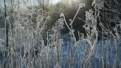Sunny-winter-day,-plants-covered-with-frost