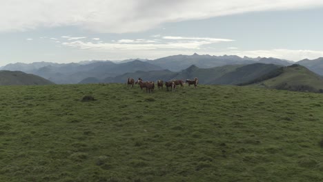 Wild-brown-horses-with-blond-mane-grazing-in-verdant-fields-of-Col-Inharpu-with-mountain-landscape-in-background,-Basque-Pyrenees,-France