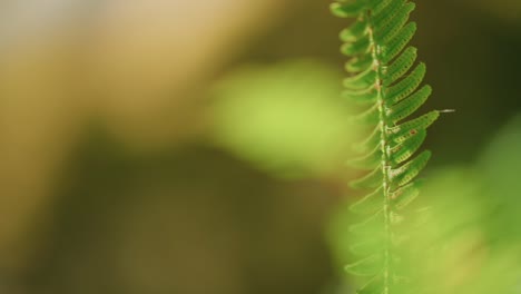 Nature's-Close-Up:-Unedited-Footage-of-a-Perfect-Fern-in-the-Gentle-Sunset-Light