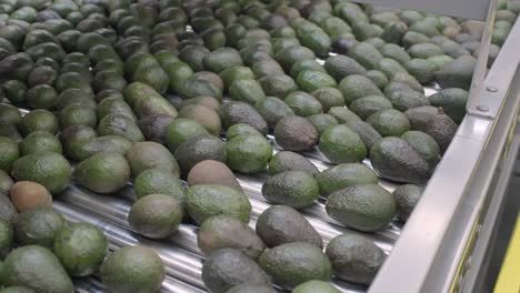 Avocado-Verpackungshaus-Aus-Uruapan-Michoacan-3