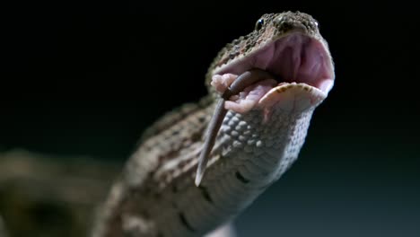 cottonmouth-with-mouse-almost-swallowed-front-view---studio