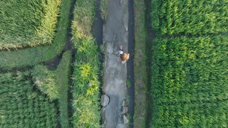 Top-Down-Drone-shot-of-barefoot-woman-walking-through-rice-paddies-in-Ubud-Bali-Indonesia-at-Sunrise