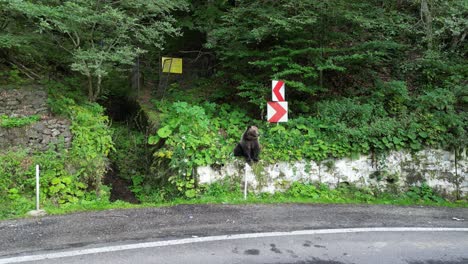 Auto-Fährt-An-Wilden-Braunbären-Auf-Der-Transfagarasan-Bergstraße-In-Den-Karpaten,-Rumänien-Vorbei