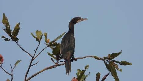 Cormorant-waiting-for-hunt---relaxing-