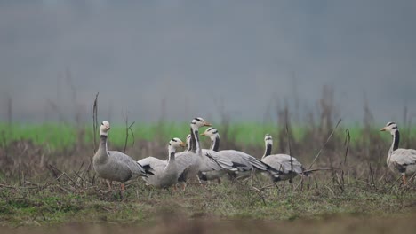 Flock-of-bar-headed-Goose-resting