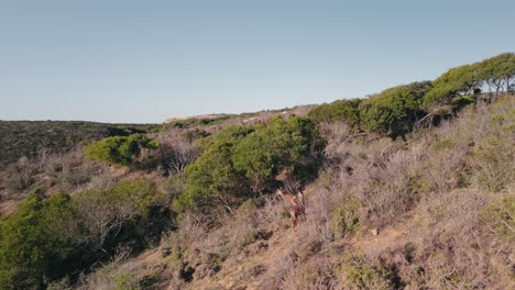 Ciervos-Rojos-Vagando-Por-La-Montaña-Cubierta-De-Hierba-En-Portugal