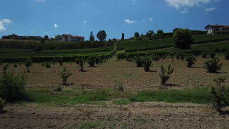 Flug-Auf-Bodenhöhe-über-Weinbergen-In-Der-Region-Langhe,-Italien