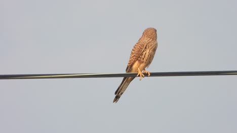 Falcon-relaxing---waiting-for-pry-