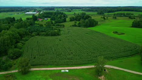 Drone-descends-to-country-dirt-road-and-dense-agriculture-farmland-of-crop-in-thick-rows
