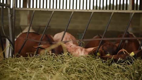 Goats-on-farm-eating-hay-inside