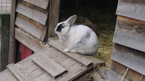 Weißes-Kaninchen-Thront-Auf-Rampe-Im-Streichelzoo