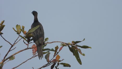 Cormorant-relaxing-on-tree---hunt---food-