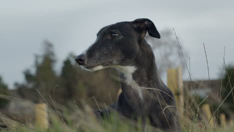 Animal-Mascota-Galgo-Con-Cuello-Largo-En-Pasto-Largo