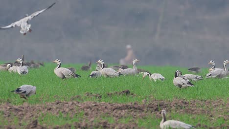 Flock-of-Bra-headed-Goose-Landing-in-Wheat-Fields