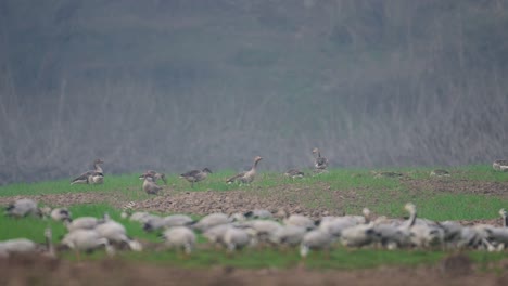 The-greylag-goose-and-Bar-headed-goose-in-Wheat-fields