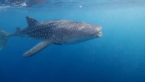 Walhai-Schwimmt-Langsam-In-Subawa,-Indonesien