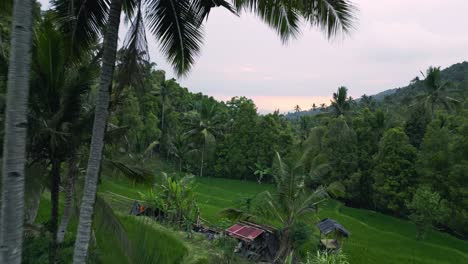 A-serene-tropical-landscape-captured-at-dusk,-featuring-lush-green-rice-terraces-surrounded-by-dense-palm-tree-forest
