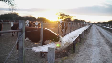 Cows-feeding-at-trough-on-rural-farm-at-sunset,-warm-golden-hour-light,-serene-countryside