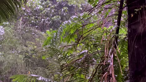 Heavy-rain-on-mixed-tropical-forest