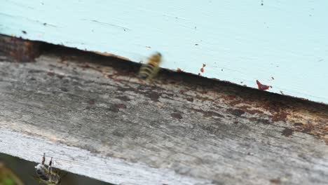 Bienen-Betreten-Und-Verlassen-Hellblaues-Bienenhaus-Seitliche-Kamerabewegung
