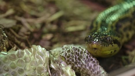 Anaconda-Amarilla-Junto-A-Su-Piel-Muda-Moviendo-La-Lengua