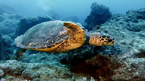 Nahaufnahme-Einer-Karettschildkröte,-Die-Auf-Dem-Felsigen-Meeresboden-Auf-Mauritius-Schwimmt